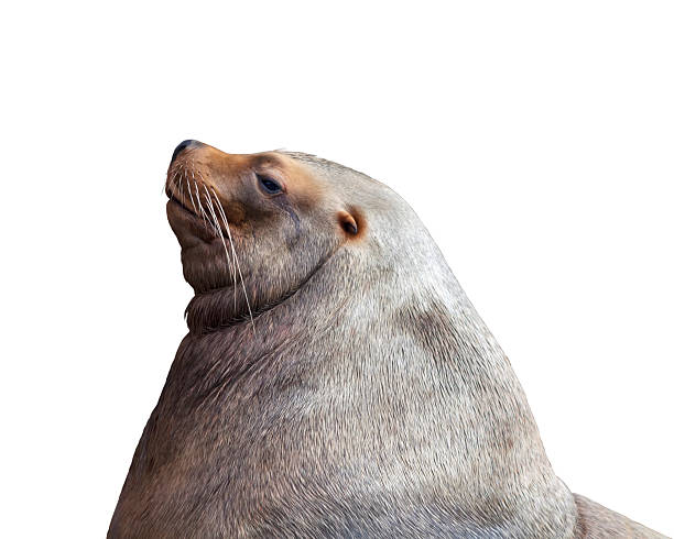 istock Side view portrait of a sea lion. 529068975