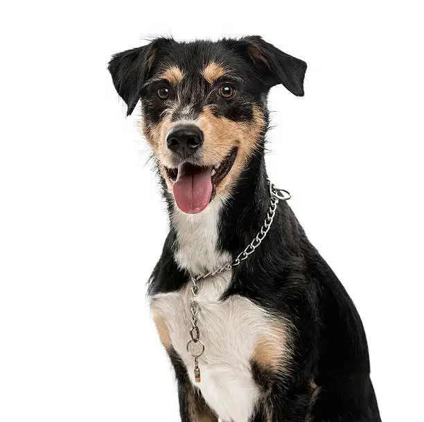 Close up of a Cross-breed dog looking at the camera and sticking his tongue out, isolated on white