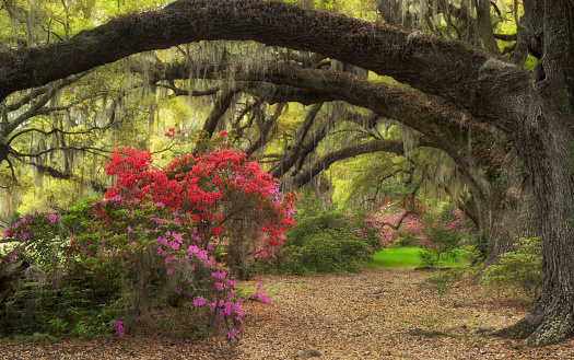 Azaleas florecer LowCountry Charleston, Carolina del Sur, en vivo, Robles musgo español photo
