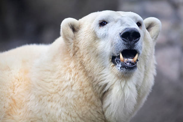 istock Head of a polar bear female. 529069277