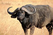 Wild African Cape Buffalo