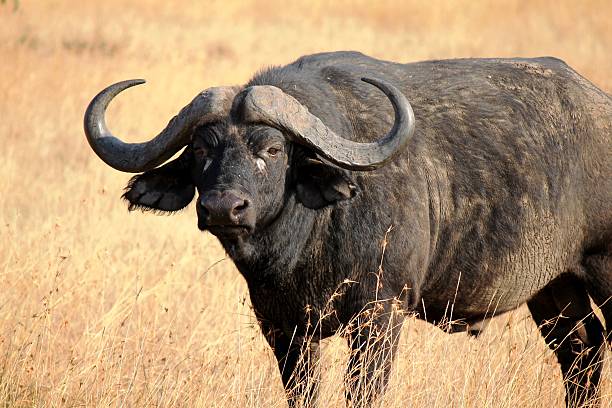 Wild African Cape Buffalo stock photo