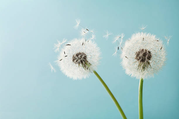 zwei löwenzahn oder taraxacum blumen für ihr design, makro - löwenzahn korbblütler stock-fotos und bilder