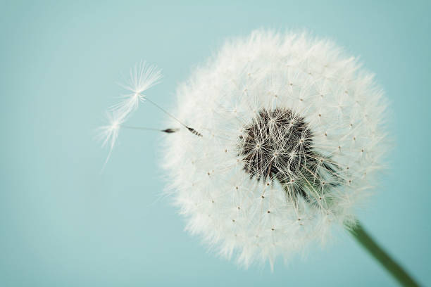 istock Dandelion flower with flying feathers, macro 529069504