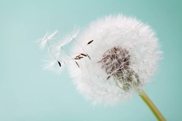 istock Dandelion, taraxacum or  blowball, macro 529069538
