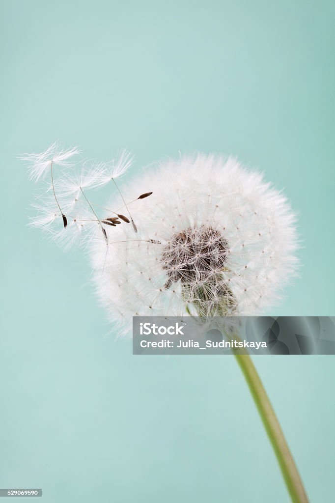 Beautiful dandelion flowers with flying feathers, vintage card, macro Beautiful dandelion flowers with flying feathers on turquoise background, vintage card, macro Dandelion Stock Photo