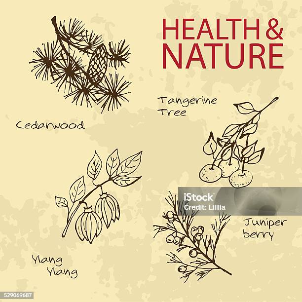 Handdrawn Illustration Health And Nature Set Stock Illustration - Download Image Now - Alternative Medicine, Aromatherapy Oil, Ayurveda