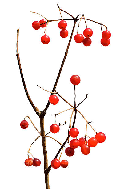 istock Berries of arrow-wood 529069835