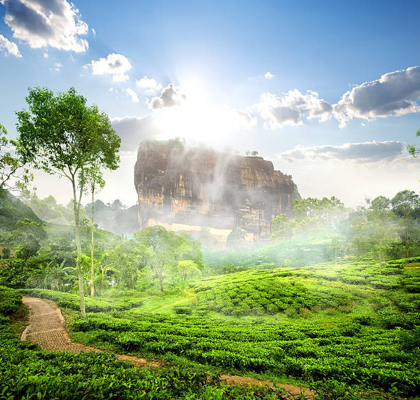 sigiriya y té campo - sri lanka fotografías e imágenes de stock