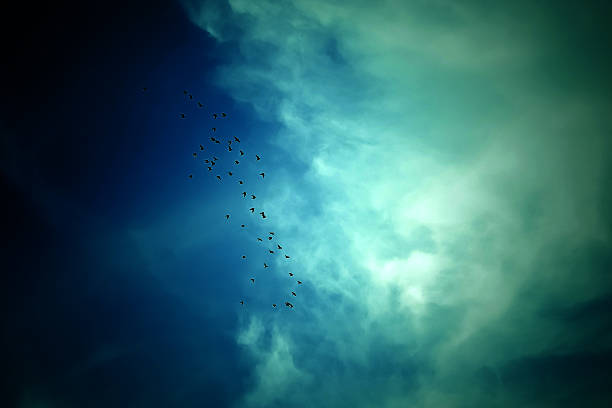 istock Birds flying in the blue sky . 529069919