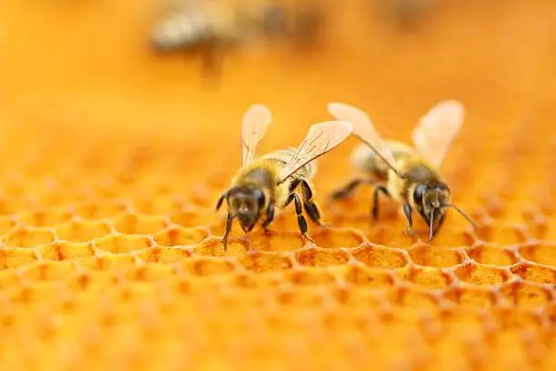 Honeybees in honeycomb 
