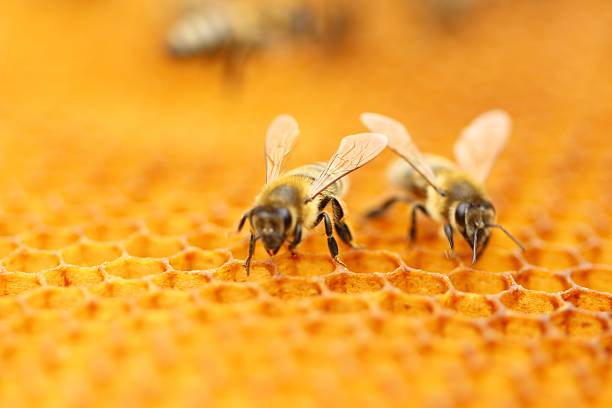 abelhas - swarm of bees imagens e fotografias de stock