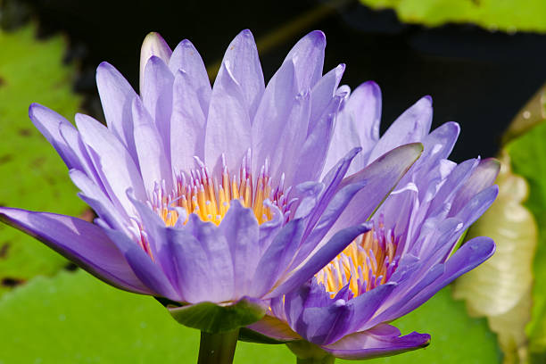 istock beautiful lotus in pond 529070213