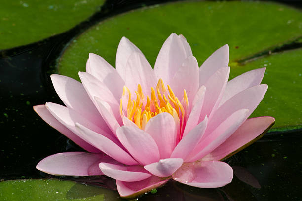 istock beautiful lotus in pond 529070403