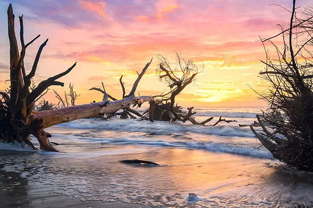 A beautiful sunrise over the Boneyard Beach, outside Charleston, South Carolina. Simply, one of the most beautiful and unique landscapes in the Lowcountry. 