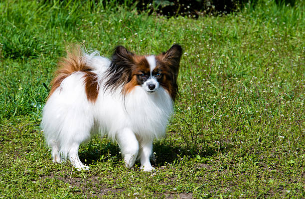 papillon fica à frente. - dog head shot - fotografias e filmes do acervo