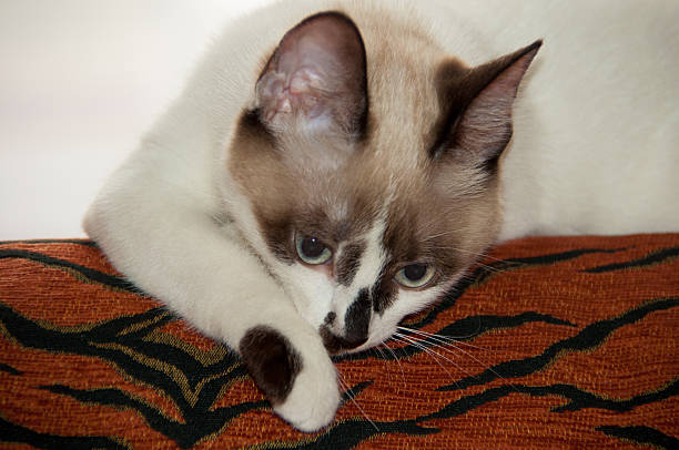 istock cat sitting on the back of the sofa 529070876