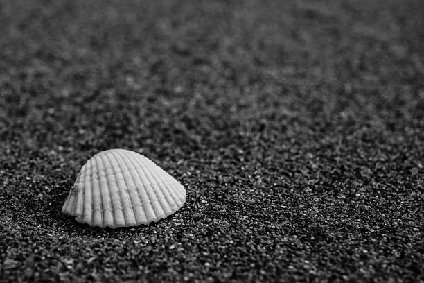 istock bright mussel in dark volcanic sand 529071109