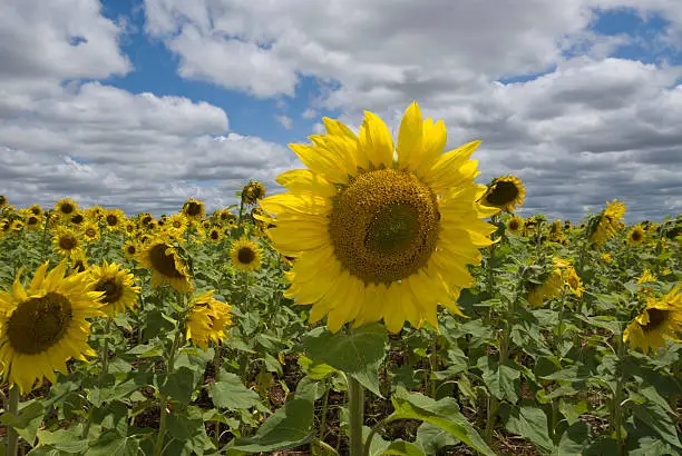 sunflower field,Fran,Paraguay,(c)Dario Iallorenzi