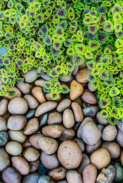 Nettle (coleus) leaves and ebbles background, close up.