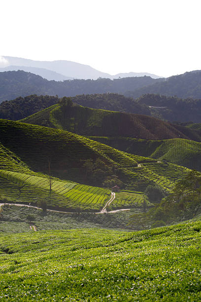 istock Cameron Highland, Malaysia 529071841