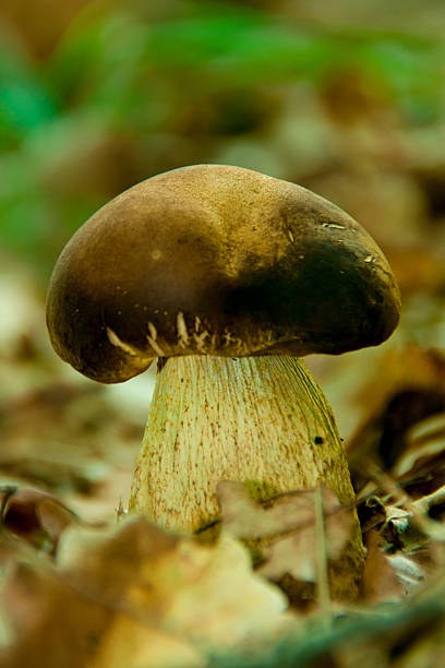 istock tubular mushroom on plants background 529072184