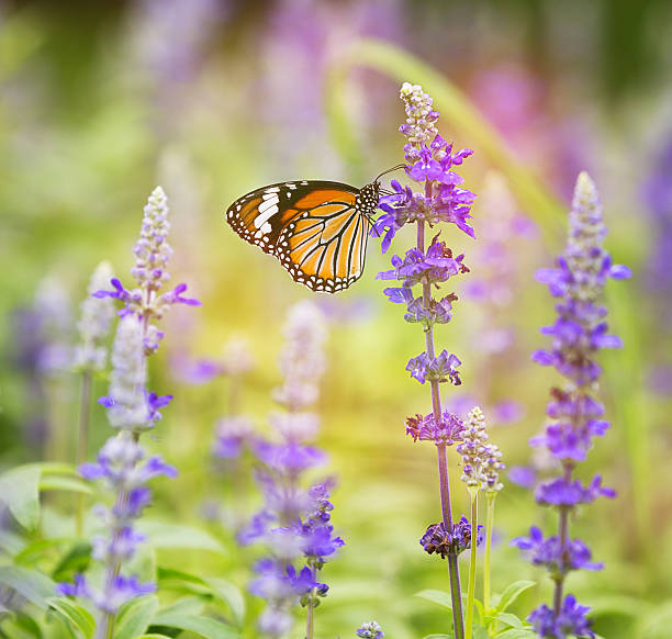istock Monarch butterfly on flower in garden on morning 529072749