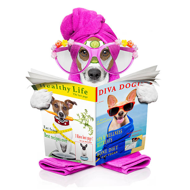 istock dog wellness spa center 529073012