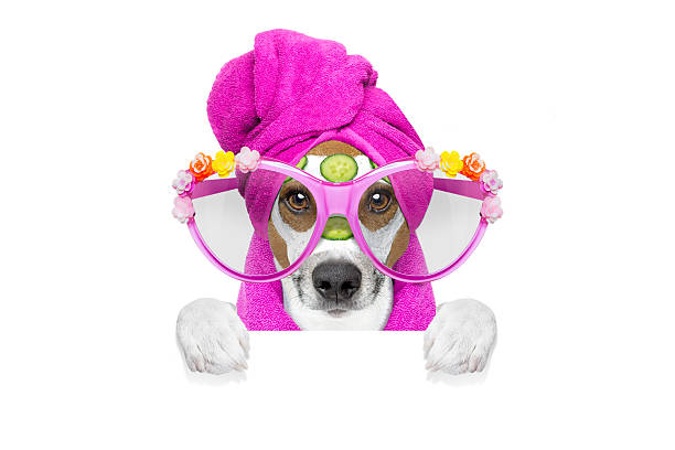 istock dog wellness spa center 529073120