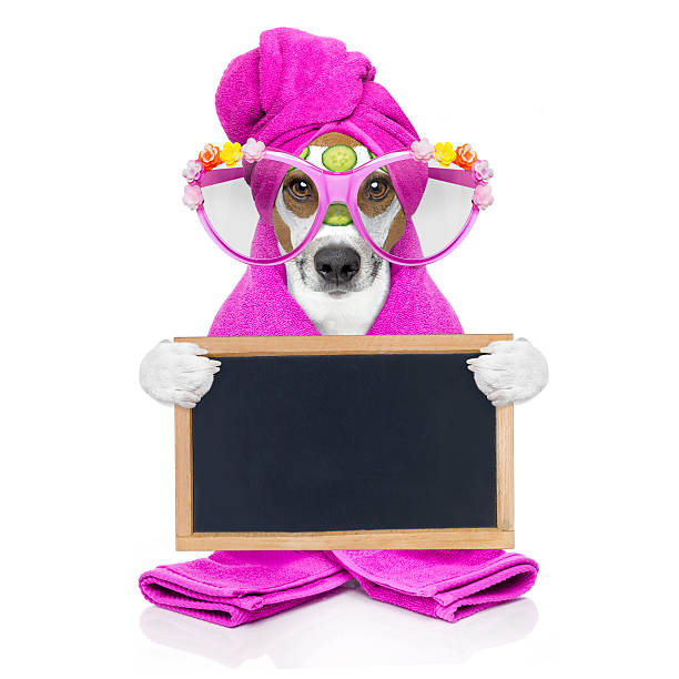 istock dog wellness spa center 529073188