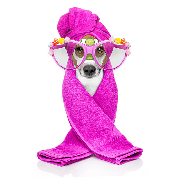 istock dog wellness spa center 529073264