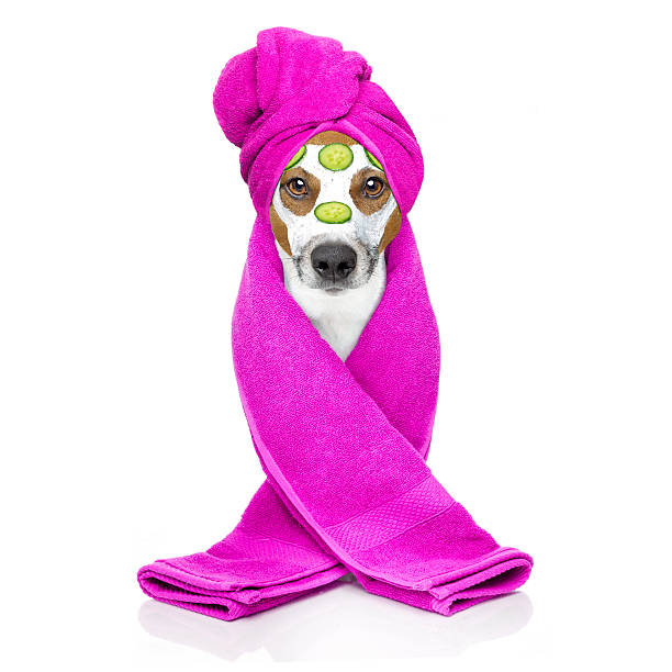 istock dog wellness spa center 529073350