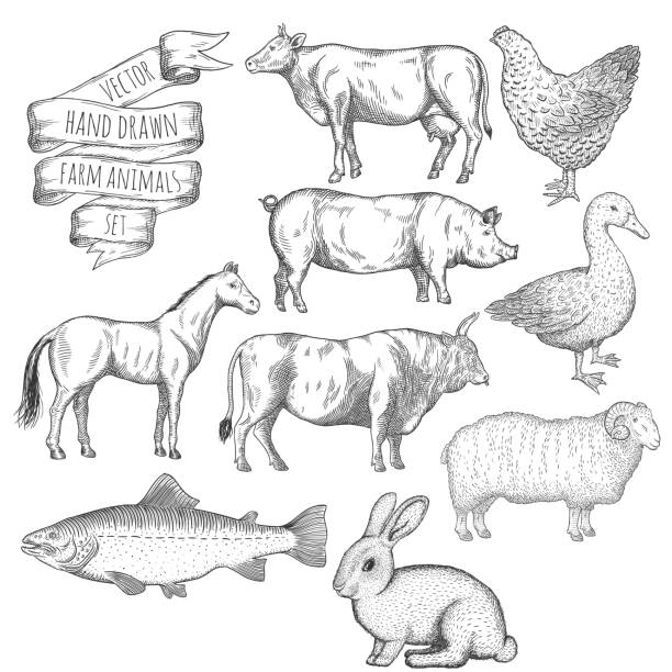 Farm animals set. Farm animals set. Hand drawn vector illustration. fish village stock illustrations