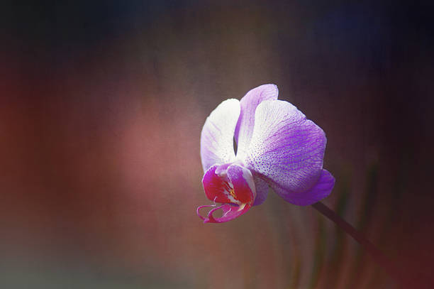 istock Digital art, tropical Pink orchid flower 529073954