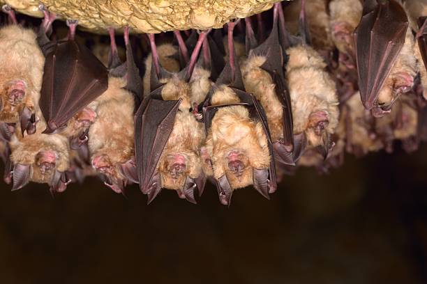 Groups of sleeping bats in cave Groups of sleeping bats in cave - Lesser mouse-eared bat (Myotis blythii) and (Rhinolophus hipposideros) - Lesser Horseshoe Bat mouse eared bat photos stock pictures, royalty-free photos & images
