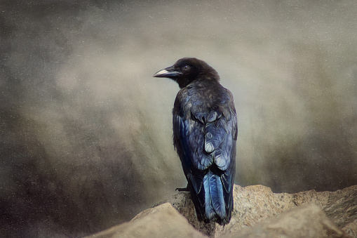 Raven bird sitting on a large boulder in the Yellowstone Ecosystem in Wyoming of western USA, North America.