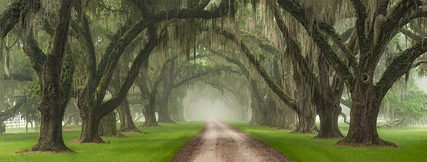 Live Oak Tree Tunnel Southern Plantation Entrance Charleston South Carolina This driveway, located outside of Charleston SC, is considered by many to be the most beautiful plantation driveway on the Eastern Seaboard. On this morning, the fog had rolled into the Lowcountry and in cooperation with the rising sun, provided the most beautiful, gentle light.  hanging moss stock pictures, royalty-free photos & images