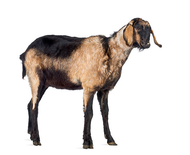 istock Anglo-Nubian goat with a distorted jaw, looking away 529074788