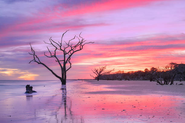 istock Boneyard Beach Tree Sunset Charleston SC Landscape scene South Carolina 529074956