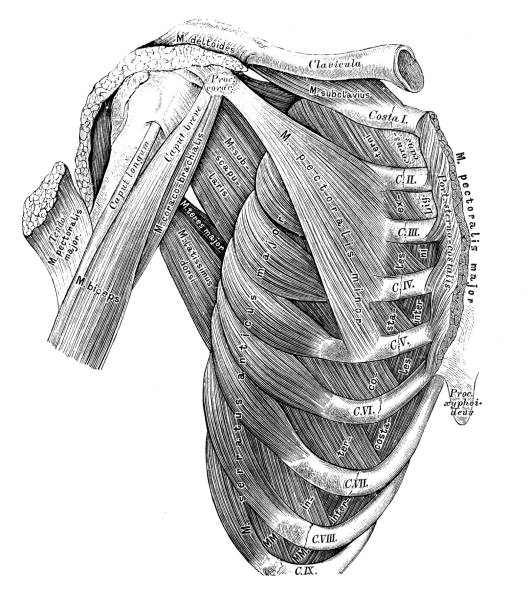 ilustraciones, imágenes clip art, dibujos animados e iconos de stock de ilustraciones científicas de anatomía humana : tórax los músculos - pencil drawing drawing anatomy human bone