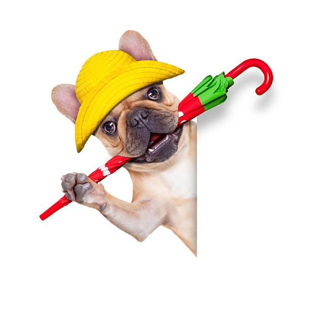 istock fawn french bulldog ready for a walk 529075408