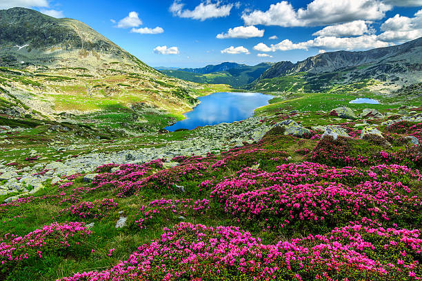 Spectacular rhododendron flowers and Bucura mountain lakes,Retezat mountains,Romania Alpine glacier lake,high mountains and stunning pink rhododendron flowers,Retezat National Park,Carpathians,Romania,Europe rhododendron stock pictures, royalty-free photos & images
