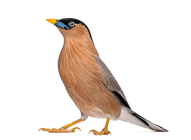 istock Brahminy Myna - Sturnia pagodarum - isolated on white 529075434