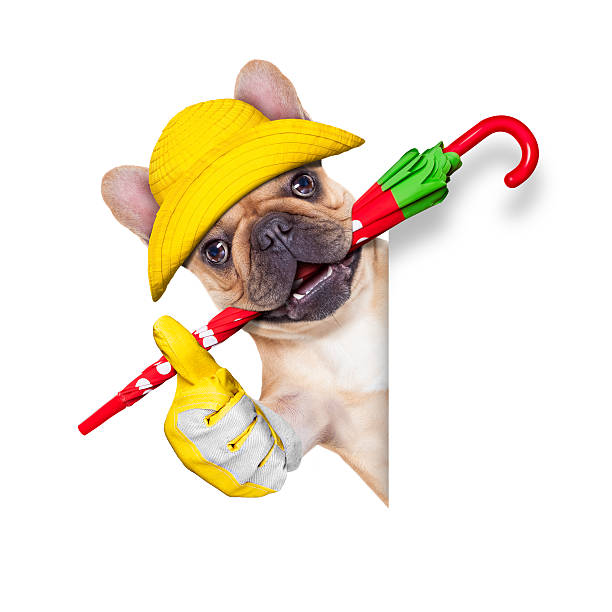 istock fawn french bulldog ready for a walk 529075674