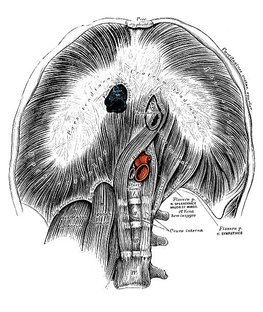 ilustraciones, imágenes clip art, dibujos animados e iconos de stock de ilustraciones científicas de anatomía humana : torácicos diafragma - pencil drawing drawing anatomy human bone