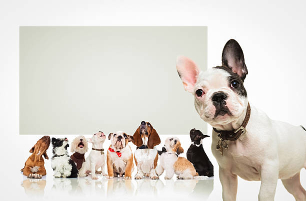 puppy  in front of  many dogs looking up at billboard black and white french bulldog puppy  standing in front of a large group of dogs , all looking up at a big blank billboard mastiff stock pictures, royalty-free photos & images