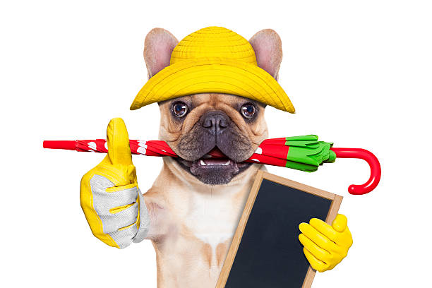 istock fawn french bulldog ready for a walk 529075790
