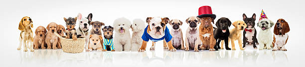 istock large group of dogs on white background 529075846