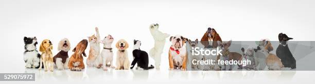 Photo libre de droit de Grand Groupe De Curiosité Les Chiens Et Les Chats Jusqu À banque d'images et plus d'images libres de droit de Chien