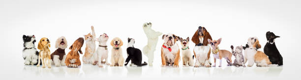 large group of curious dogs and cats looking up at something on white background